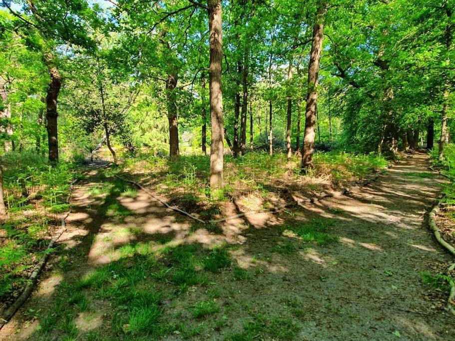 Midden In De Friese Bossen Op Landgoed Princenhof Oranjewoud Luaran gambar