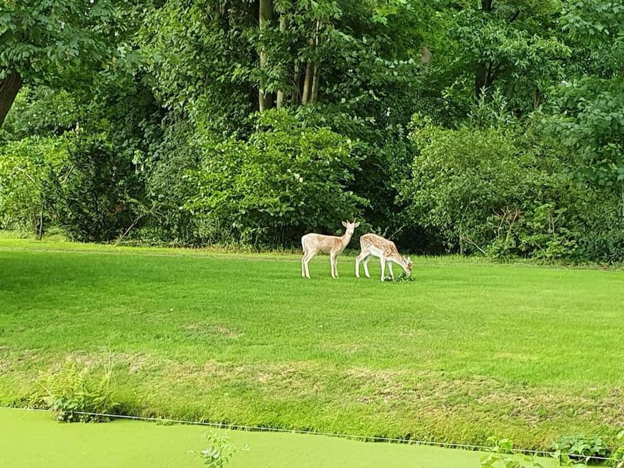 Midden In De Friese Bossen Op Landgoed Princenhof Oranjewoud Luaran gambar